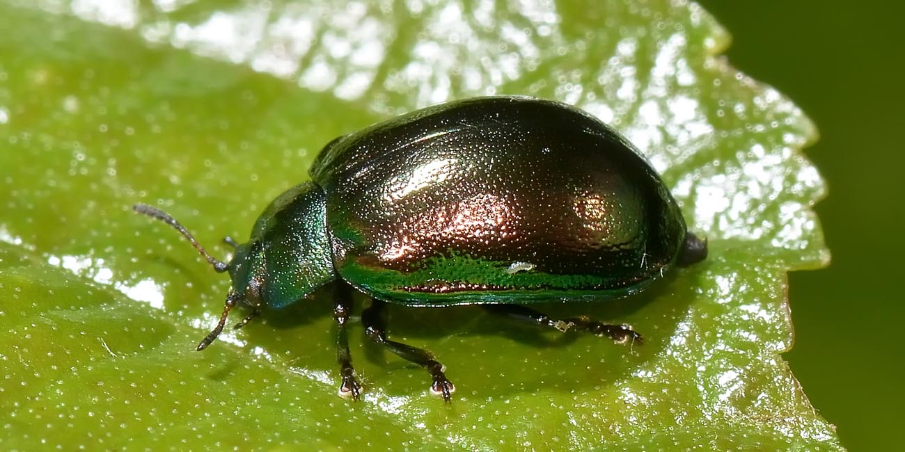 Linaeidea aenea, Chrysomelidae